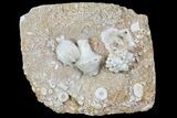 Crinoids (Uperocrinus, Actinocrinus) & Blastoid - Missouri #80794-1